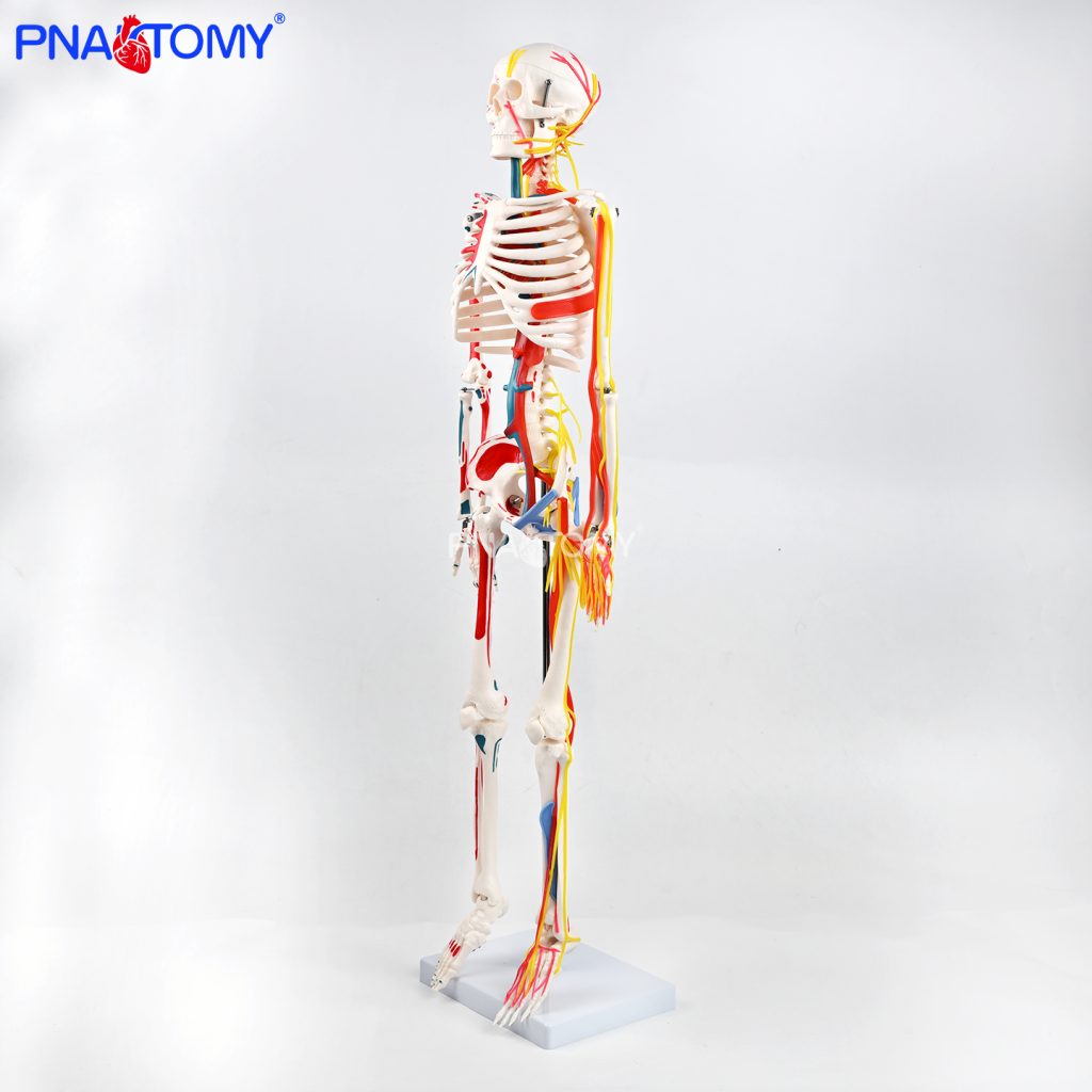 85CM neurovascular bones (half-side color)