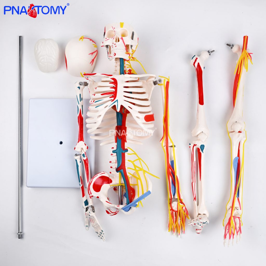 85CM neurovascular bones (half-side color)