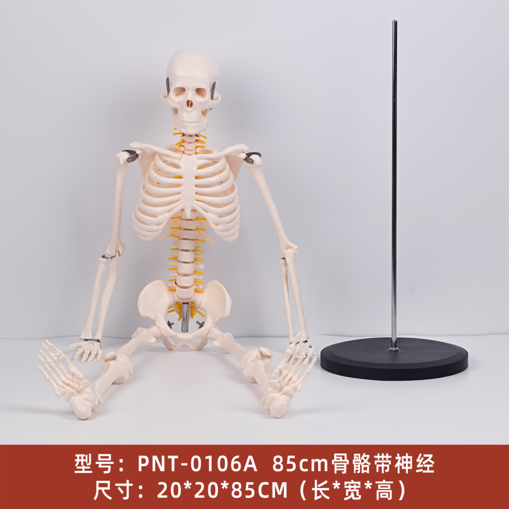 85CM骨骼带神经