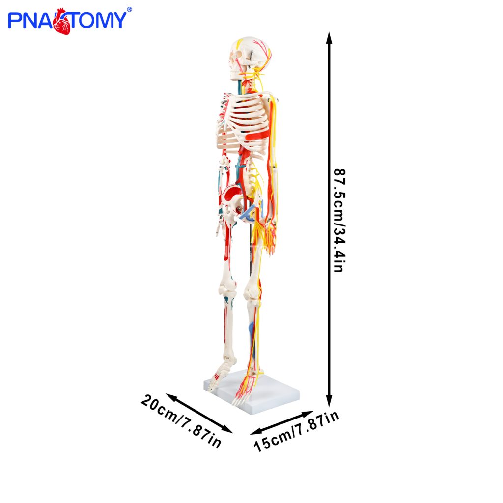 85CM neurovascular bones (half-side color)