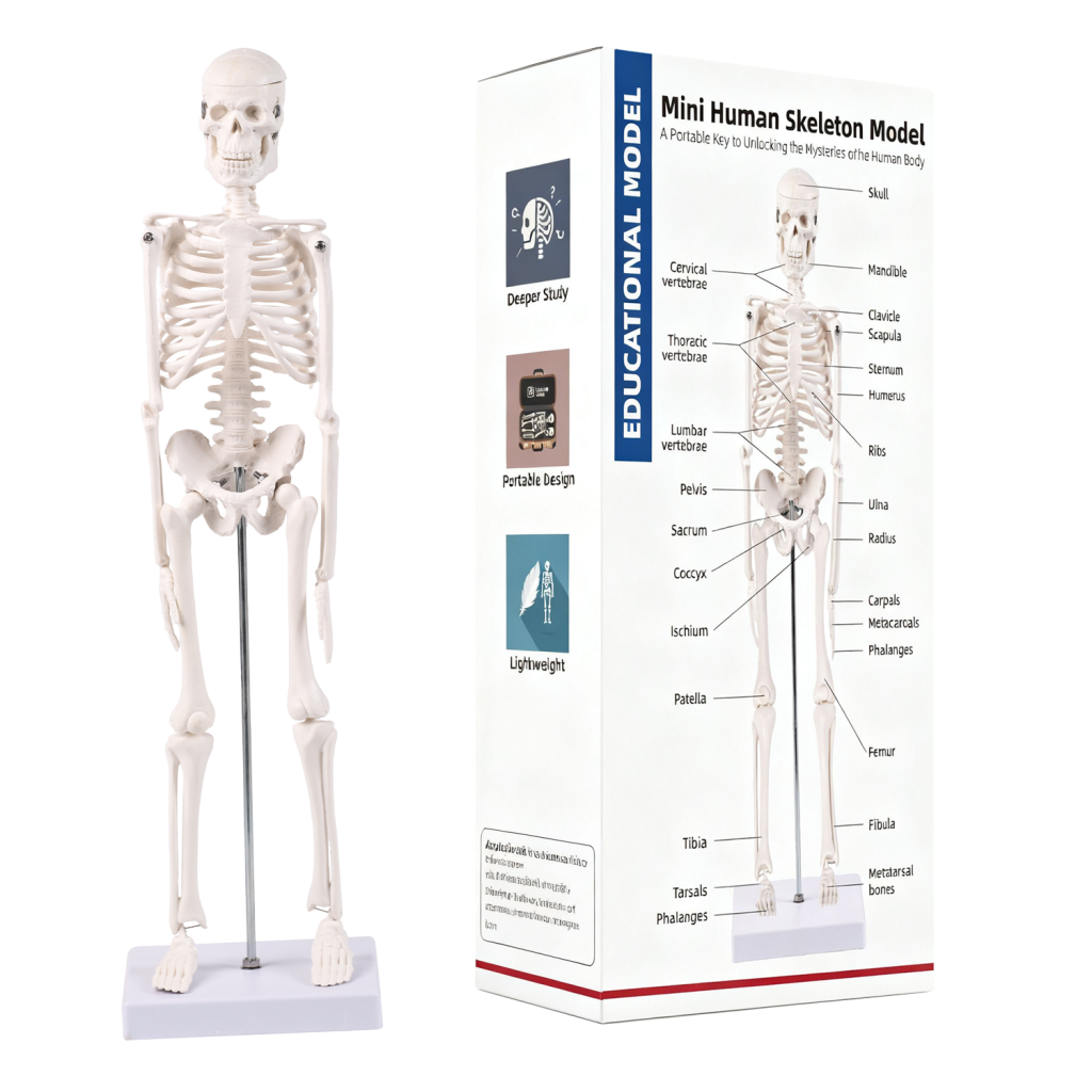 45CM bones (section A)