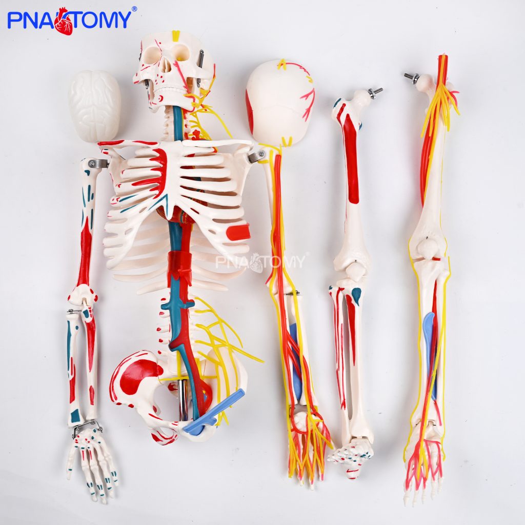 85CM neurovascular bones (half-side color)