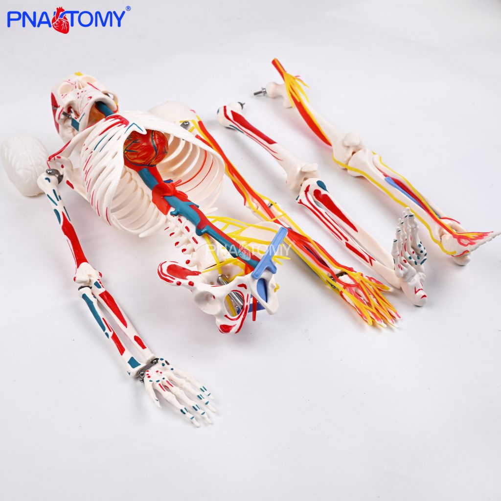 85CM neurovascular bones (half-side color)