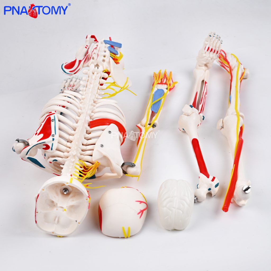 85CM neurovascular bones (half-side color)