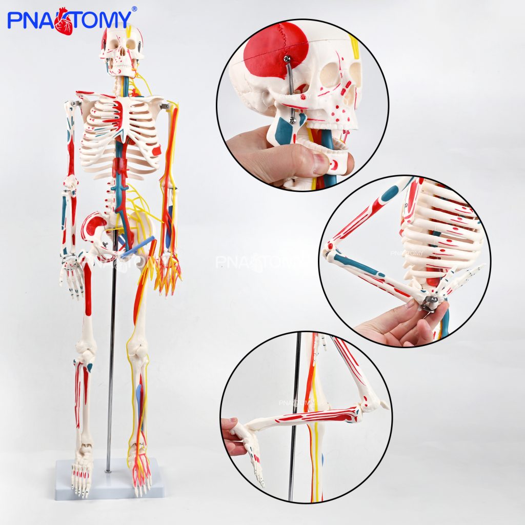 85CM neurovascular bones (half-side color)