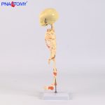 婴儿骨骼