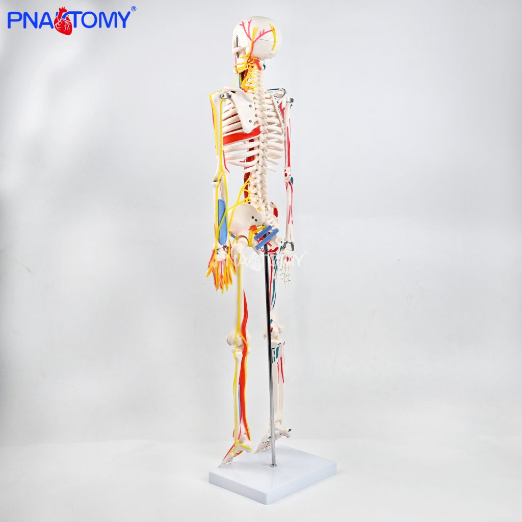 85CM neurovascular bones (half-side color)