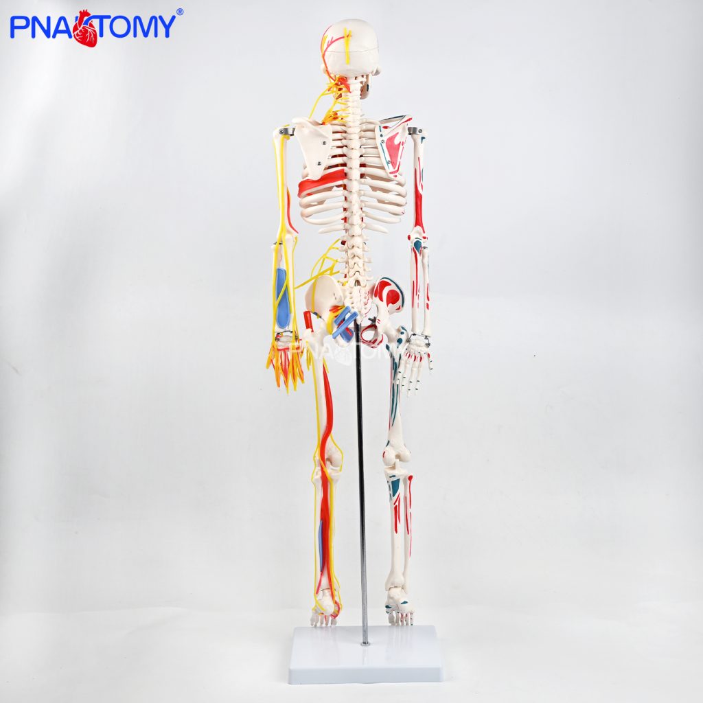 85CM neurovascular bones (half-side color)