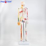 85CM neurovascular bones (half-side color)