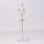 45CM bones (section A)