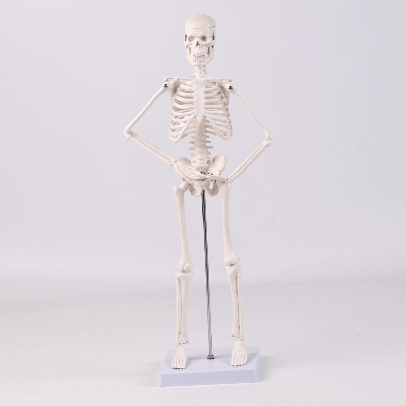 45CM bones (section A)