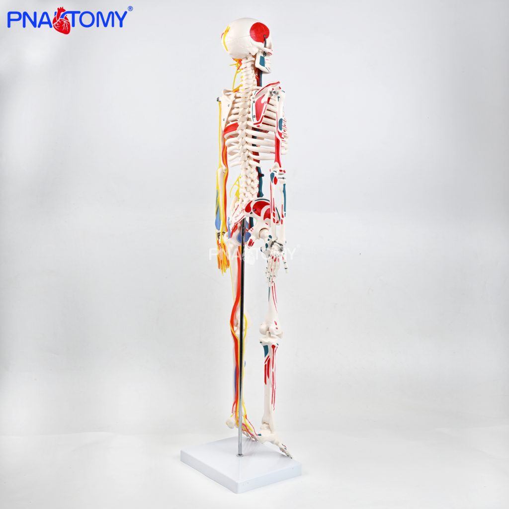 85CM neurovascular bones (half-side color)