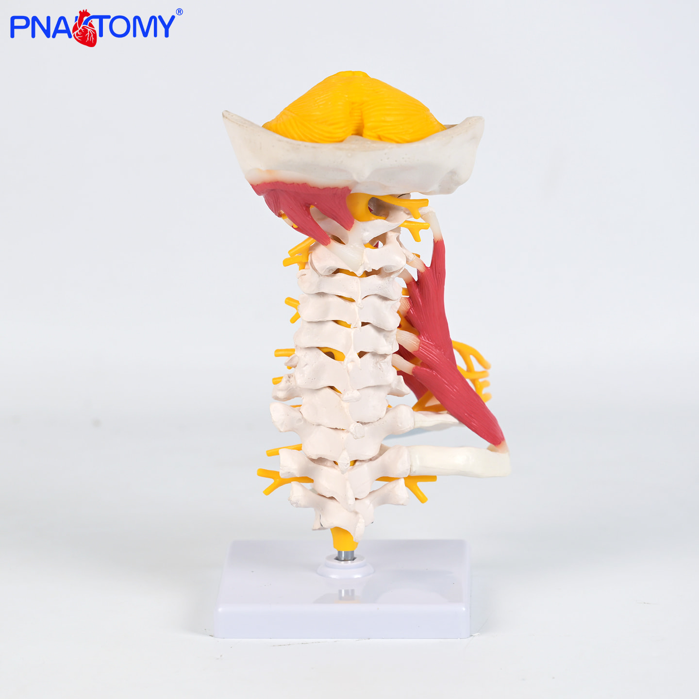 高级颈肌模型