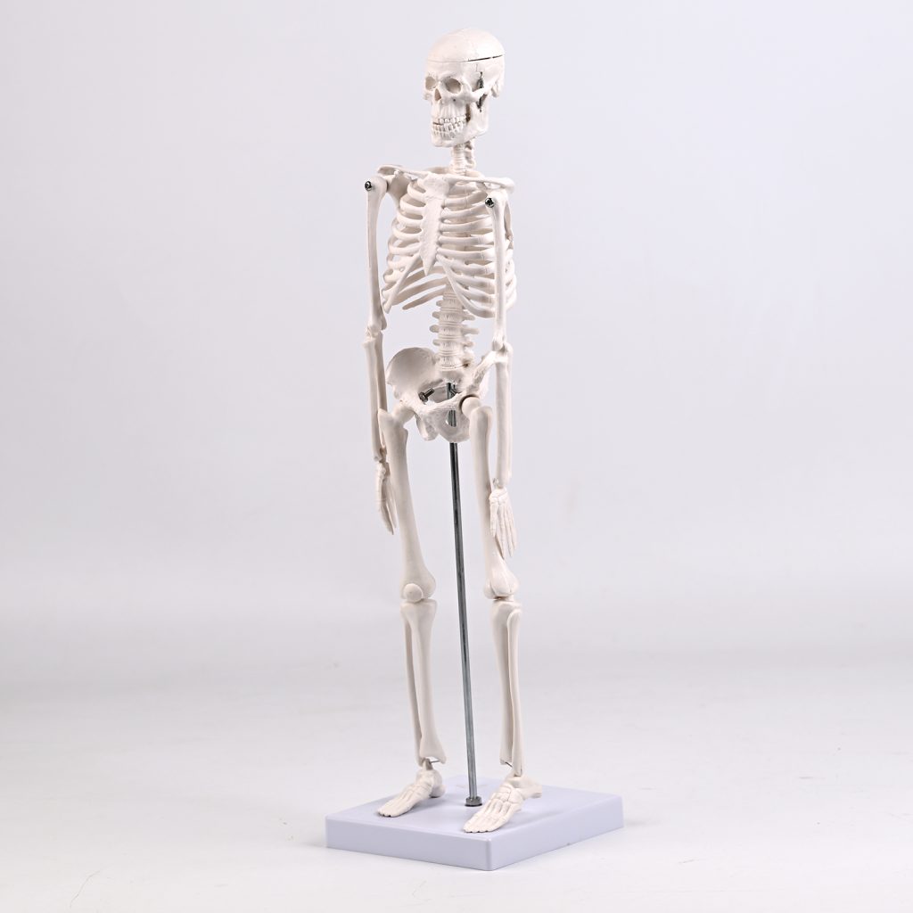 45CM bones (section A)