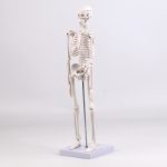 45CM bones (section A)