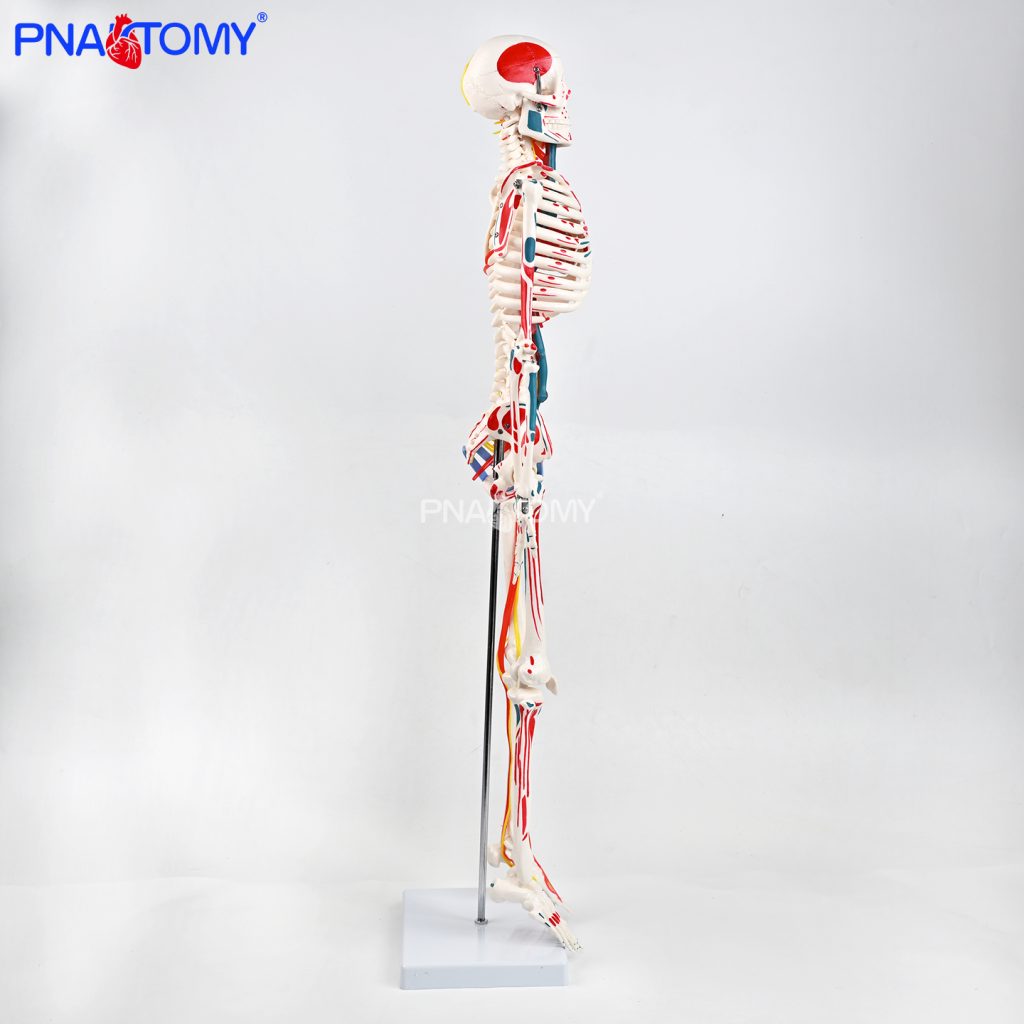 85CM neurovascular bones (half-side color)
