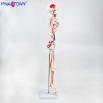 85CM neurovascular bones (half-side color)