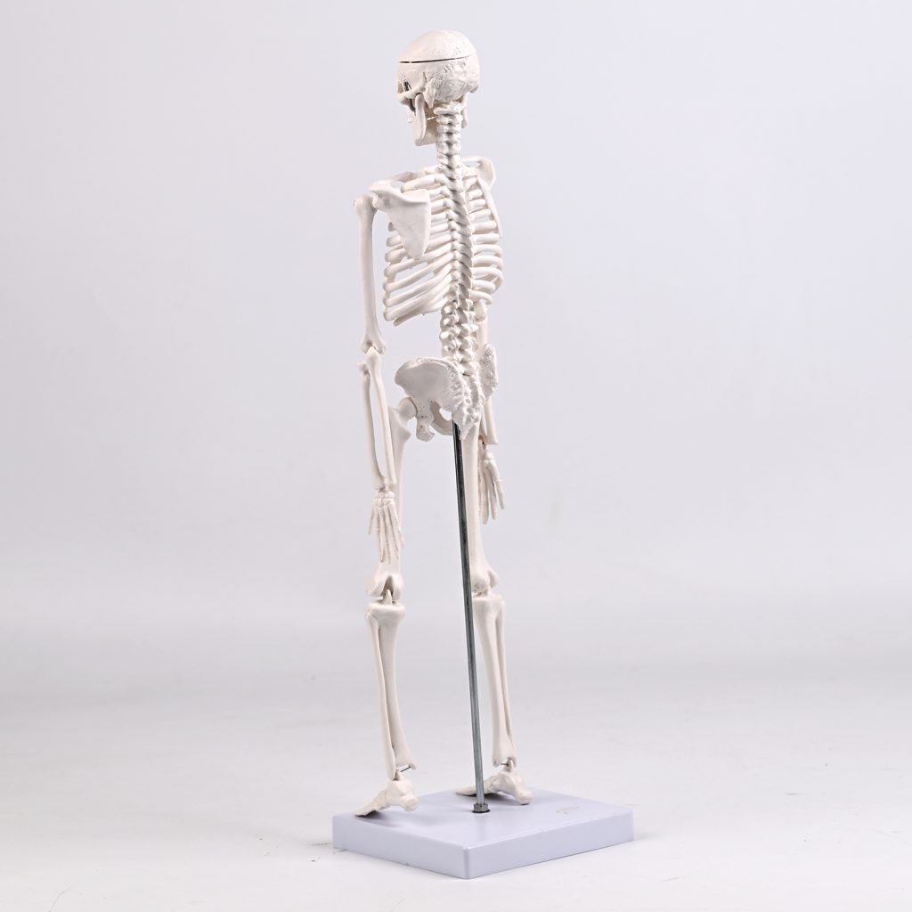 45CM bones (section A)