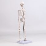45CM bones (section A)