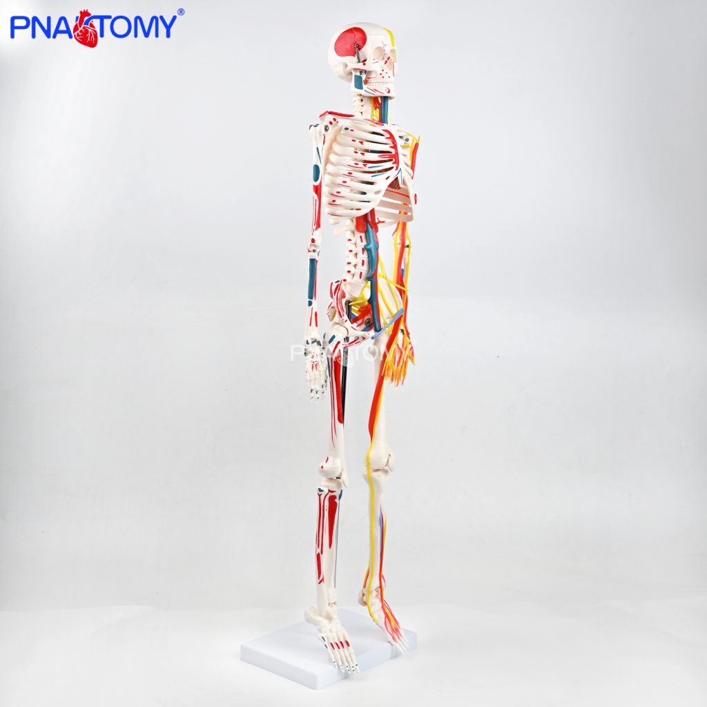 85CM neurovascular bones (half-side color)
