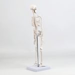 45CM bones (section A)
