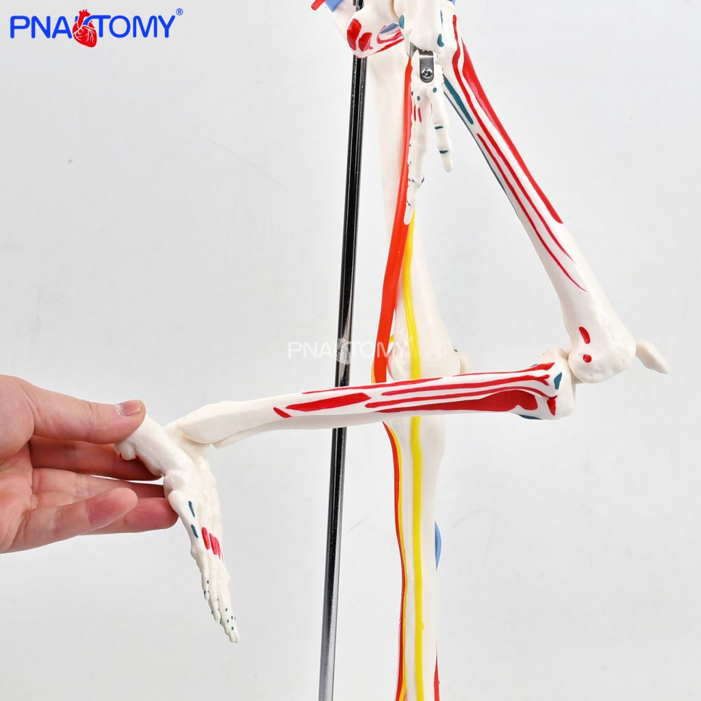 85CM neurovascular bones (half-side color)