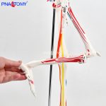 85CM neurovascular bones (half-side color)