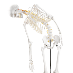 170CM human skeletal skeletal neurological root (spring bendable)