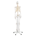 170CM human skeletal skeletal neurological root (spring bendable)