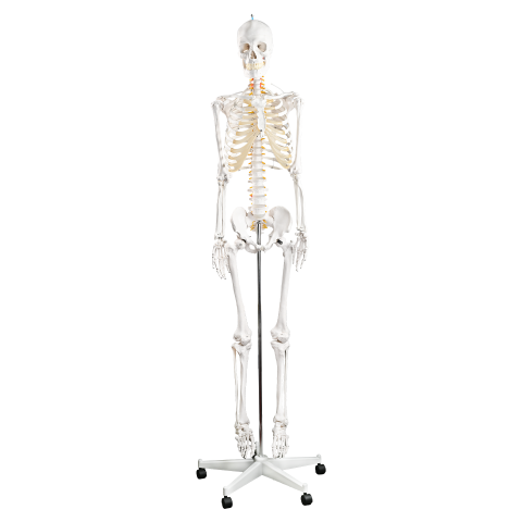 170CM human skeletal skeletal neurological root (spring bendable)