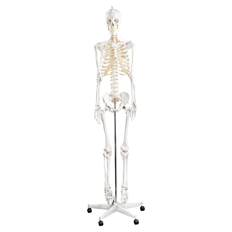 170CM human skeletal skeletal neurological root (spring bendable)