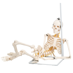 85CM挂式骨骼