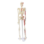 45CM muscles to stop the bones.