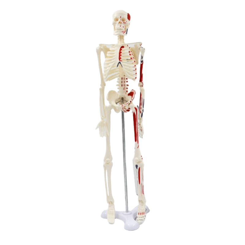 45CM muscles to stop the bones.