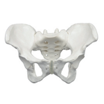 Female pelvis.