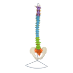85CM curvature vertebrate pelvis skeletal bone